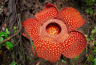 Раффлезия Арнольда